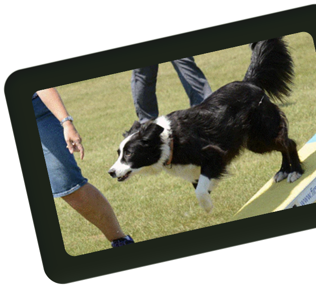 Dog Activity 1