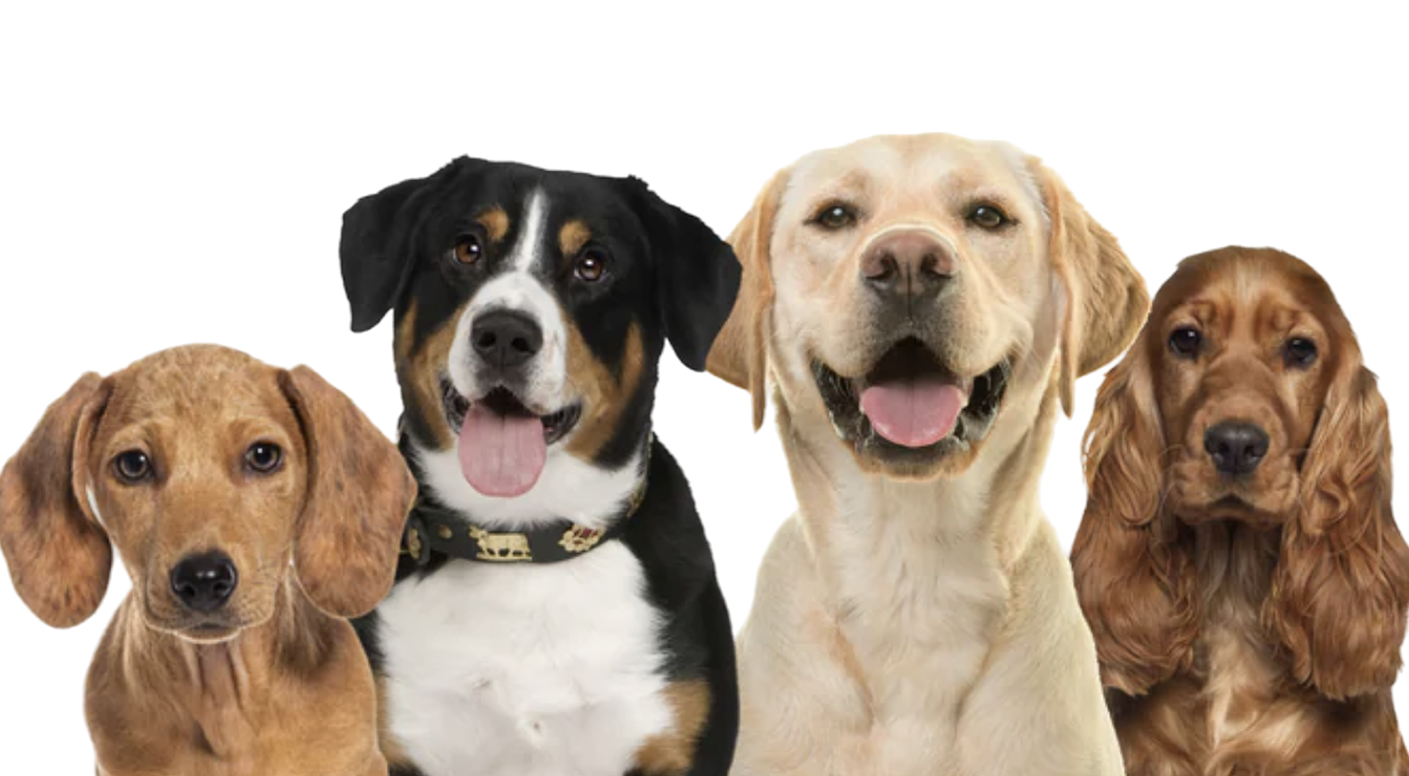 Happy Dogs